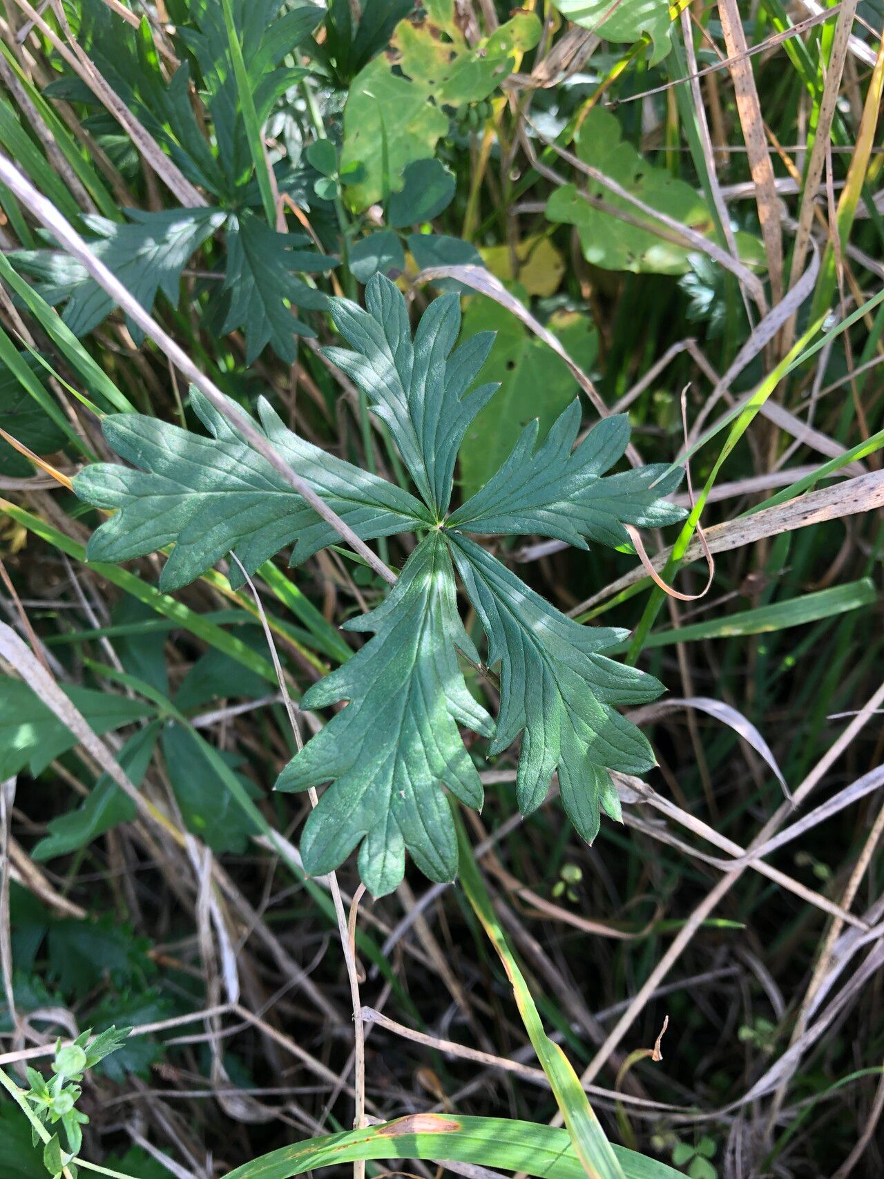 Potentilla inclinata — search result for 'Potentilla'