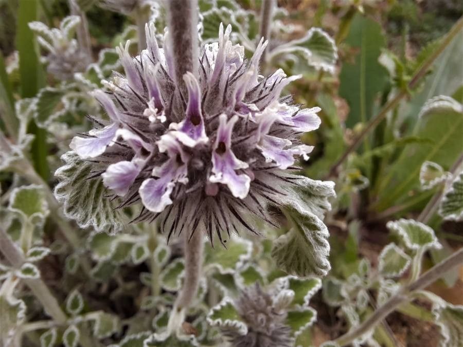 Marrubium supinum flower