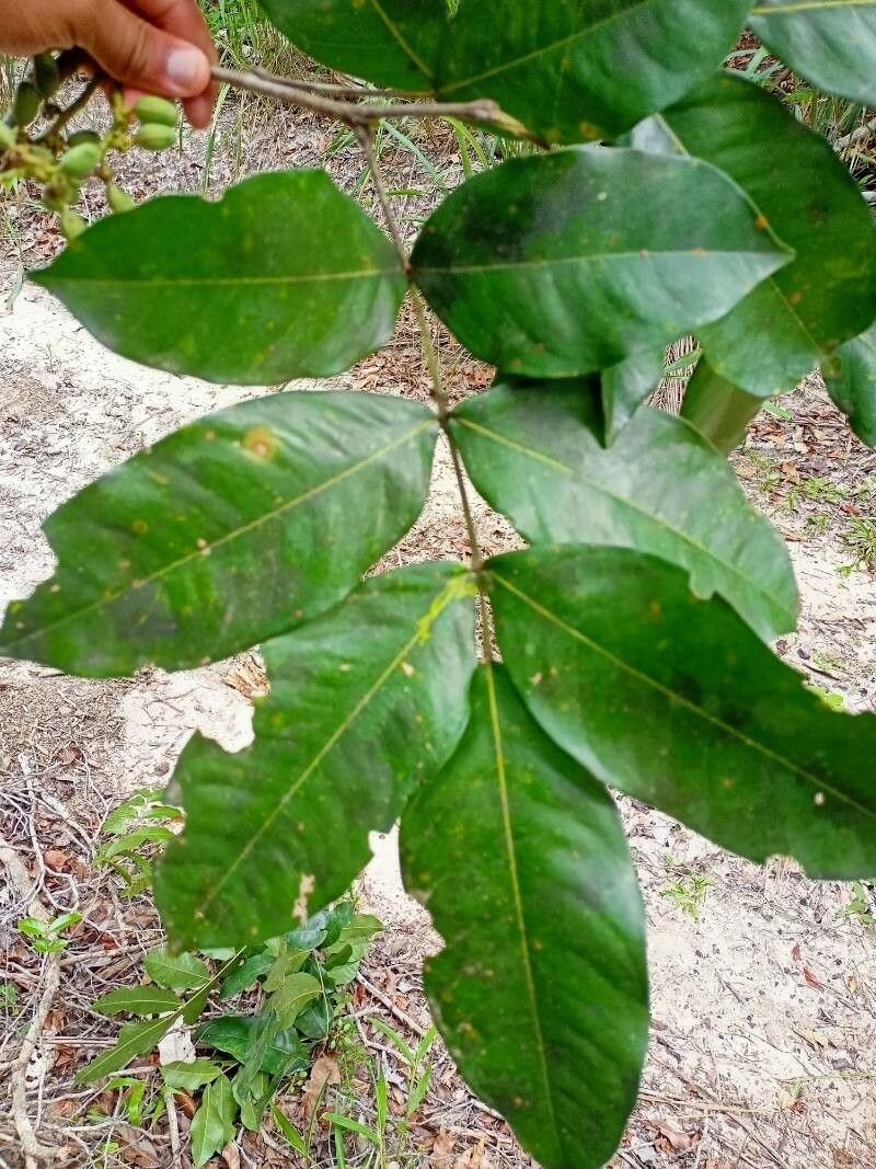 Swartzia apetala leaf