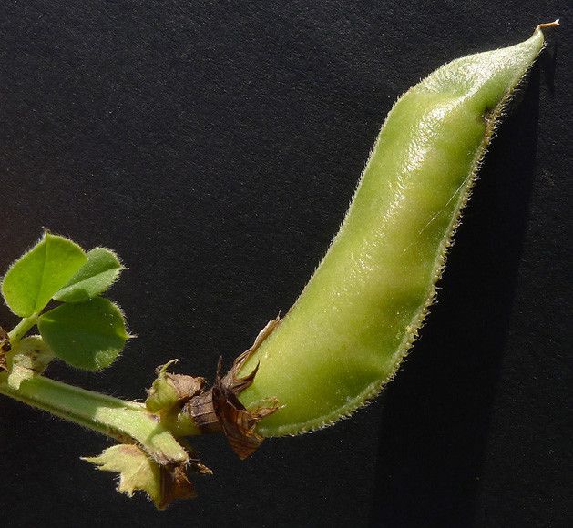 Vicia macrocarpa fruit