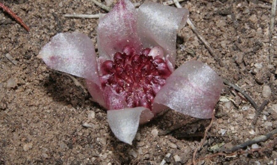 Werneria apiculata flower