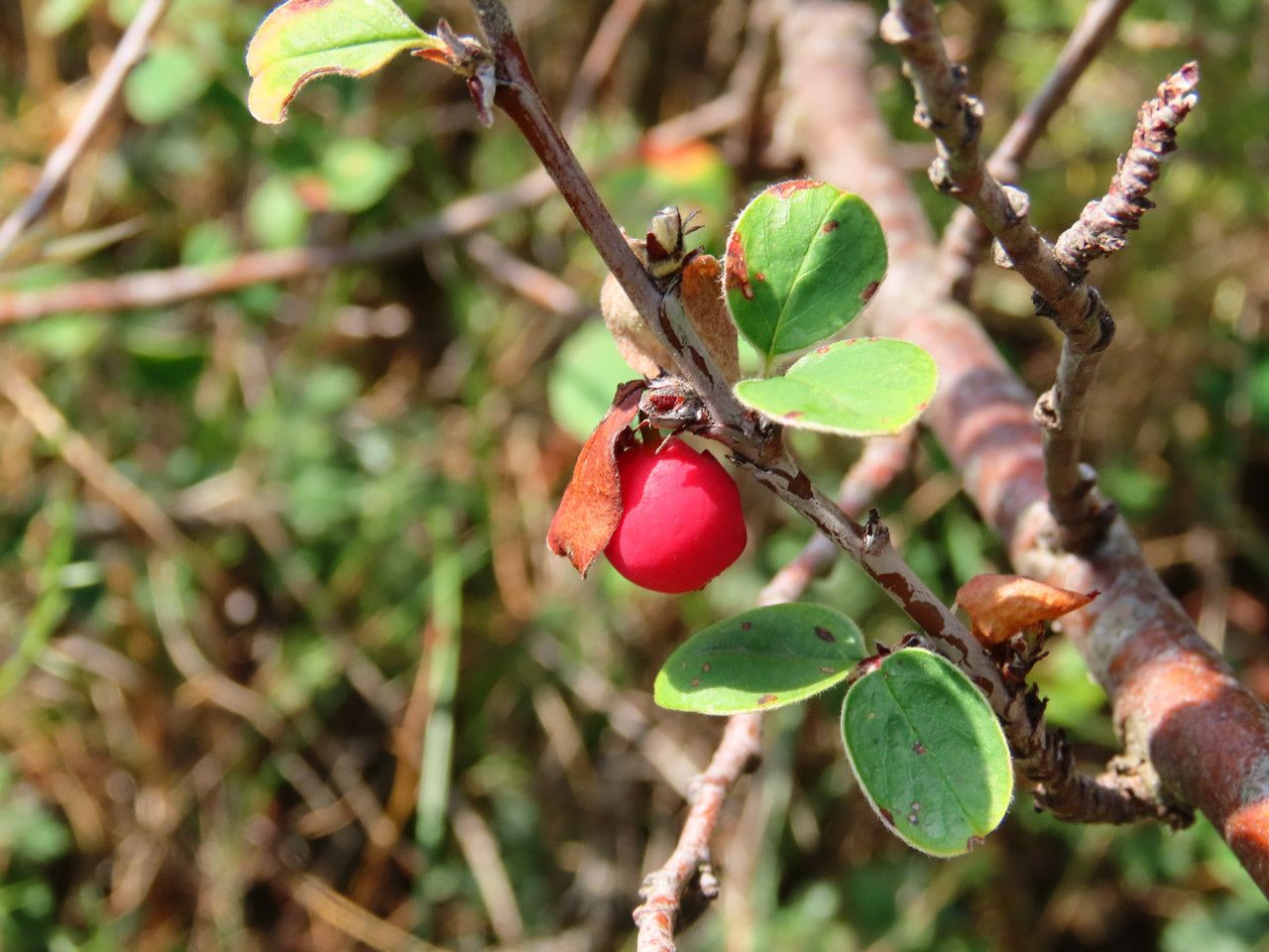 Cotoneaster pyrenaicus fruit