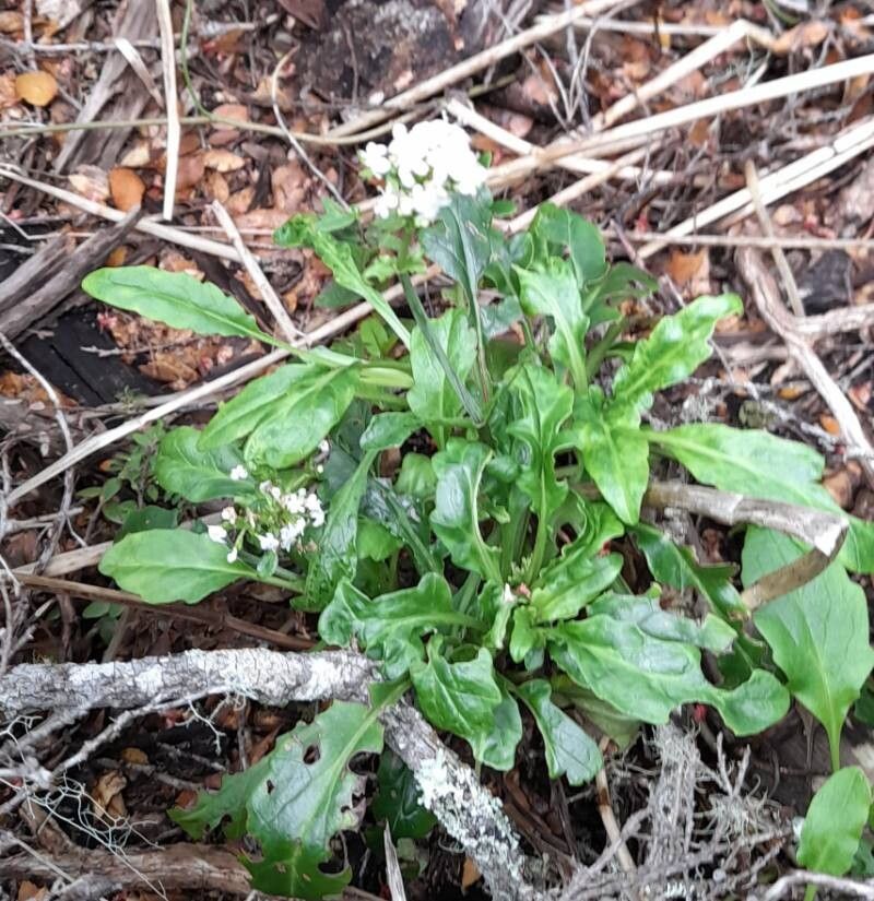 Valeriana laxiflora habit