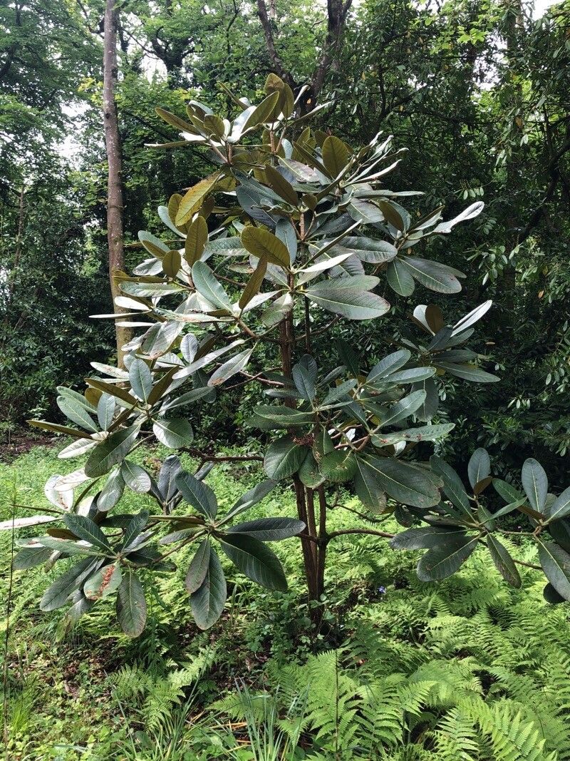 Rhododendron sinogrande — search result for 'Myanmar'