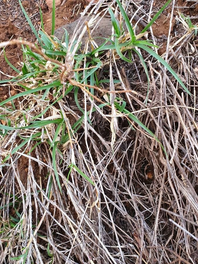 Cynodon nlemfuensis habit