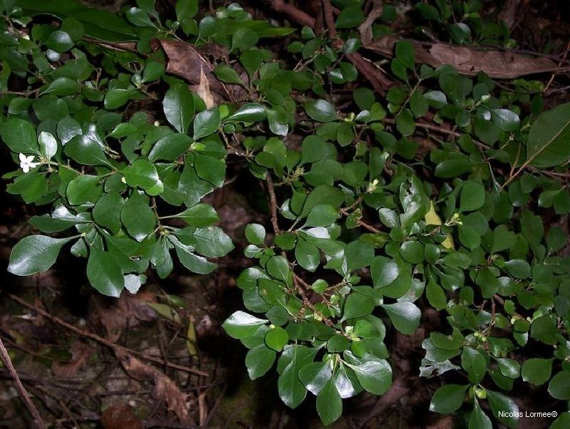 Psychotria nummularioides habit