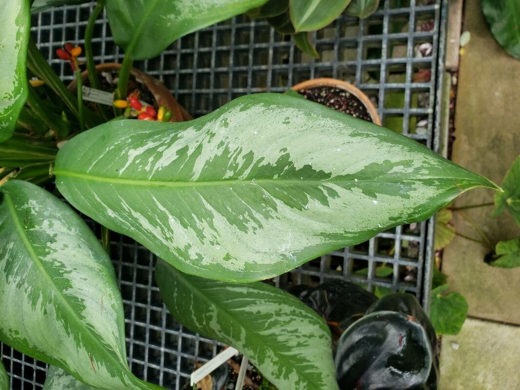 Aglaonema crispum