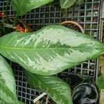 Aglaonema crispum