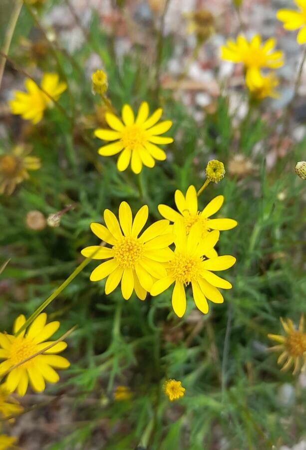 Senecio pinnatus flower