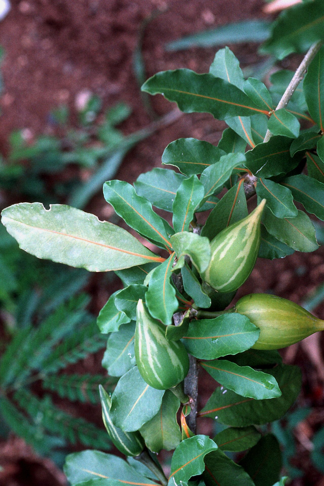 Solanum conocarpum fruit