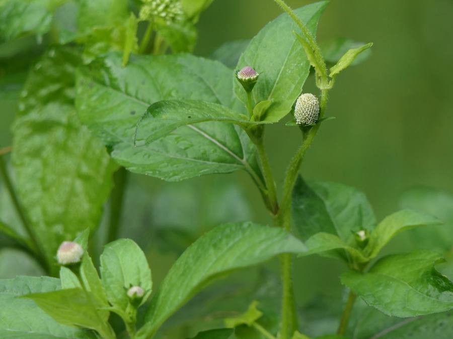 Acmella radicans flower
