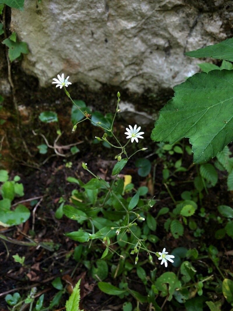 Cerastium sylvaticum habit