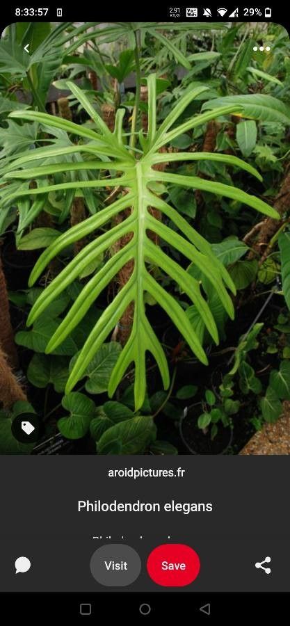 Philodendron radiatum leaf