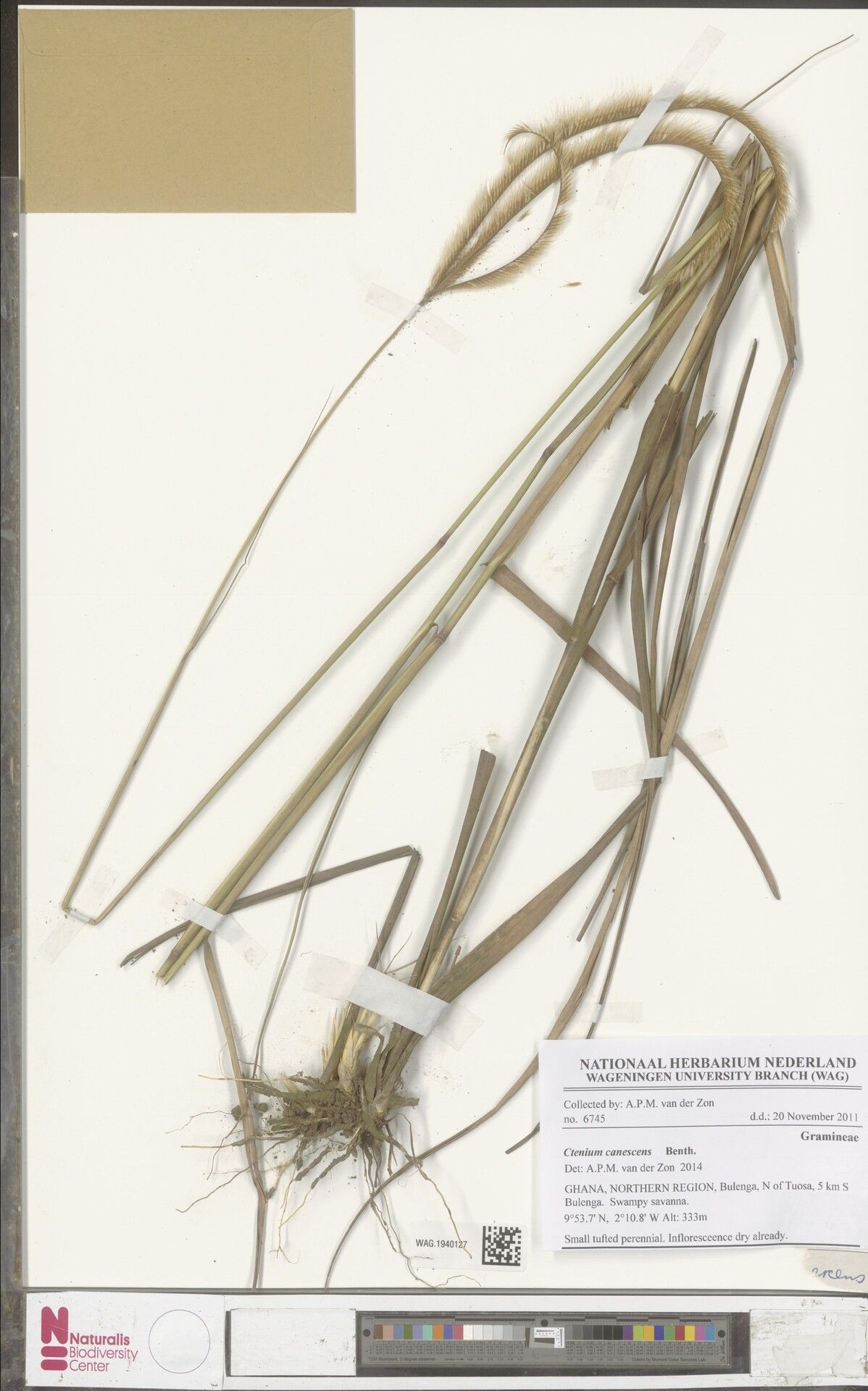 Ctenium canescens — related species from the same genus