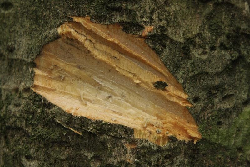 Pradosia ptychandra other