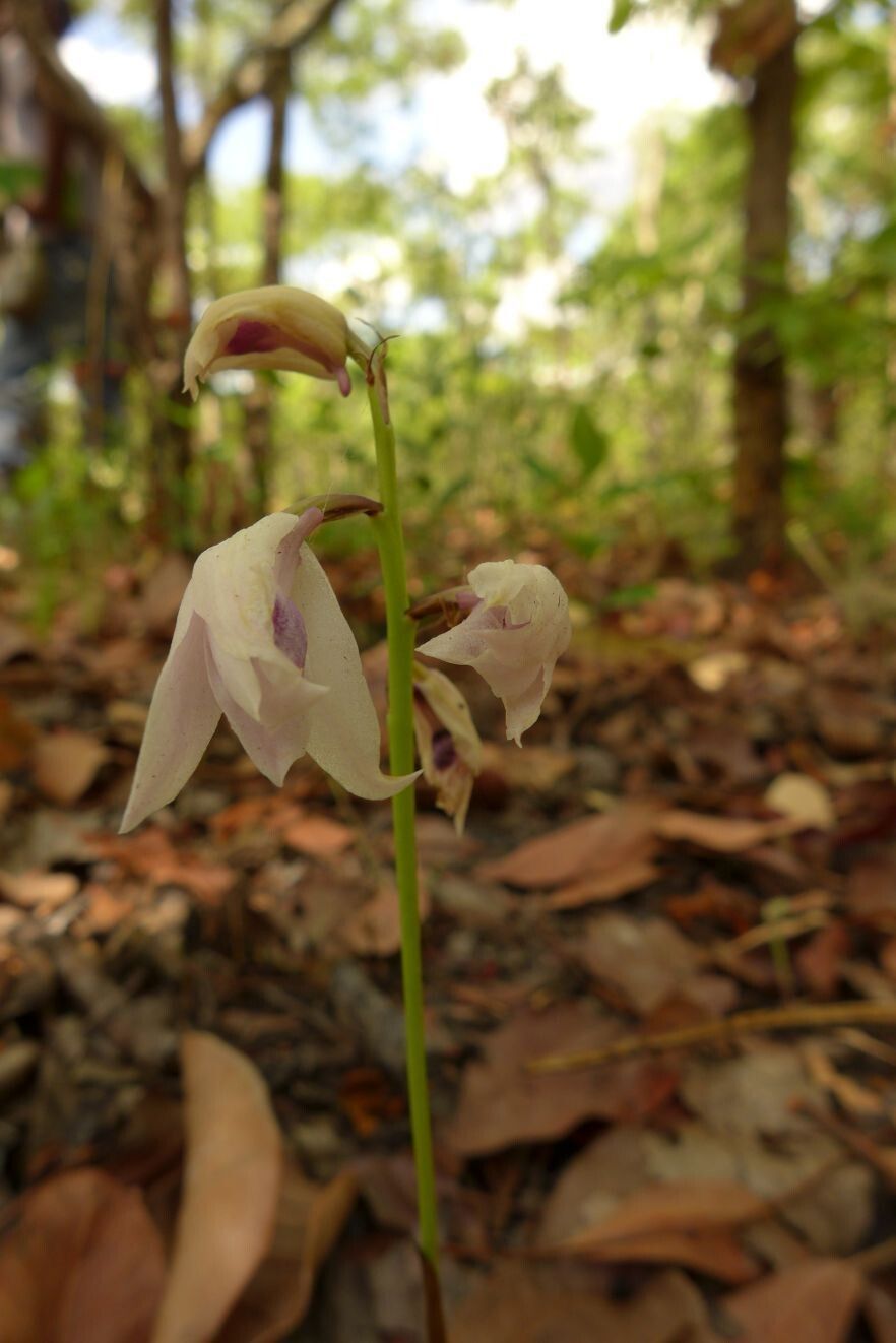 Eulophia euantha — houseplant care guide