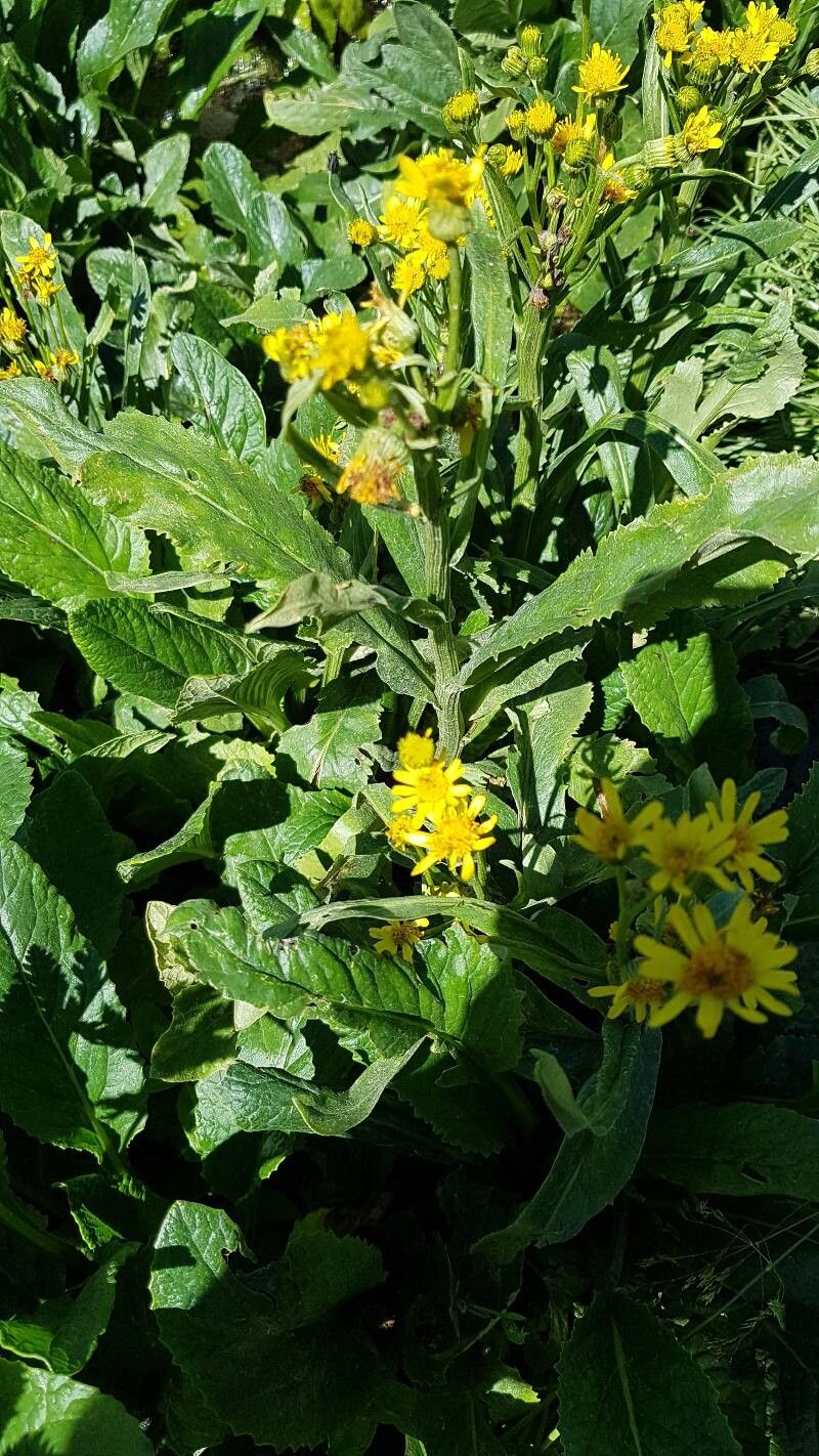 Tephroseris balbisiana leaf