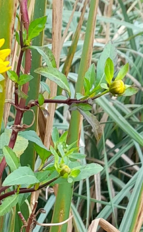 Bidens laevis — search result for 'Perennial or annual herb'