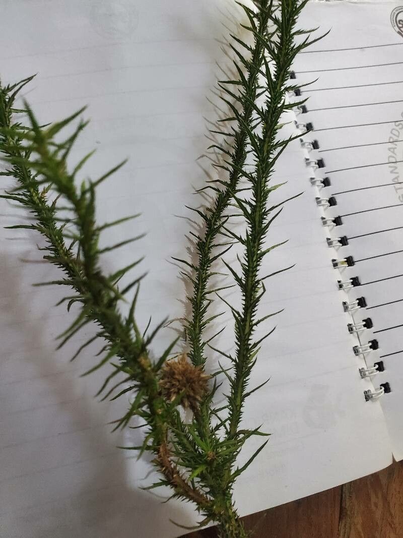 Echinops gracilis — search result for 'Echinops'