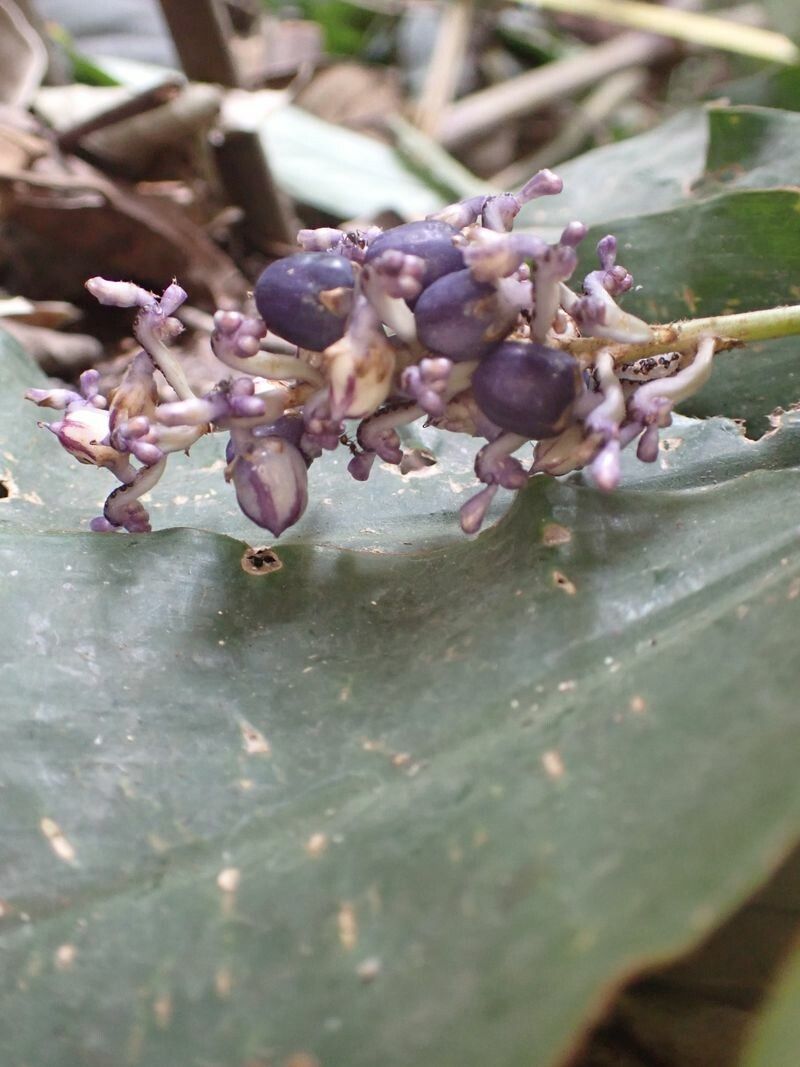 Palisota ambigua leaf