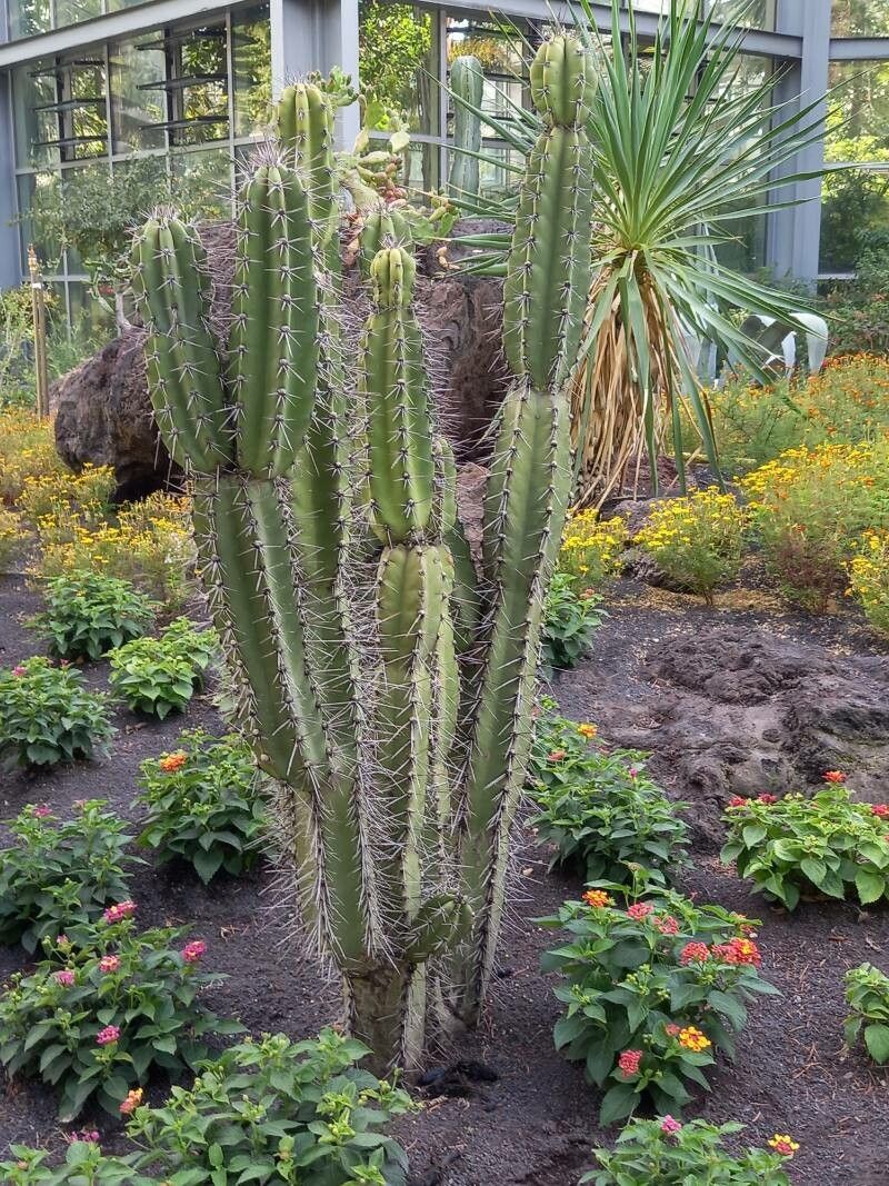 Cereus hankeanus habit