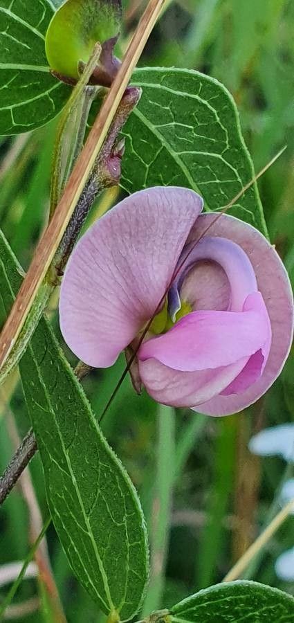 Vigna macrorhyncha flower