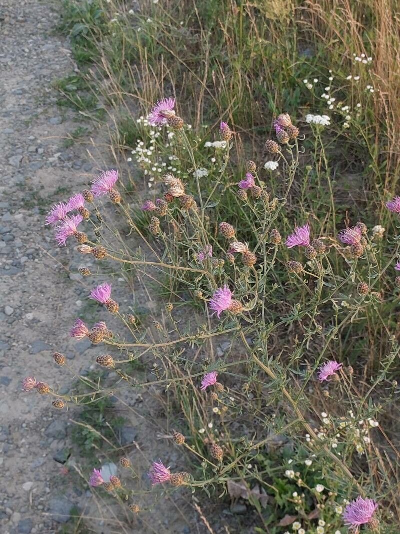 Centaurea stoebe leaf