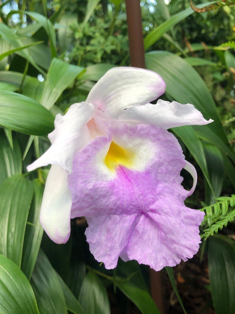 Sobralia cv. 'Mirabilis' flower