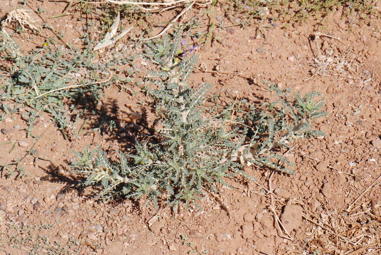 Astragalus trigonus — houseplant care guide