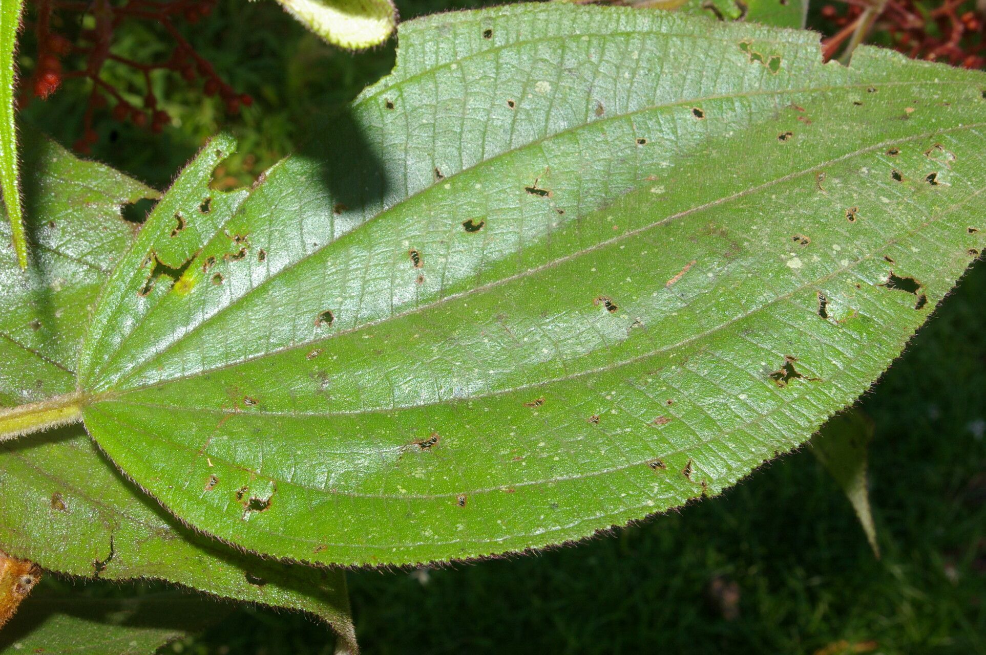 Leandra mexicana leaf