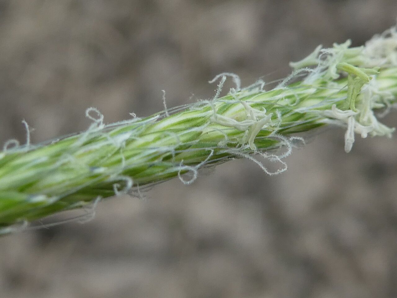 Alopecurus myosuroides flower