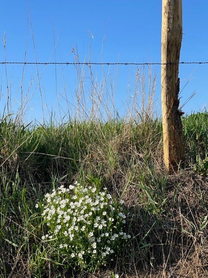 Cochlearia aestuaria flower