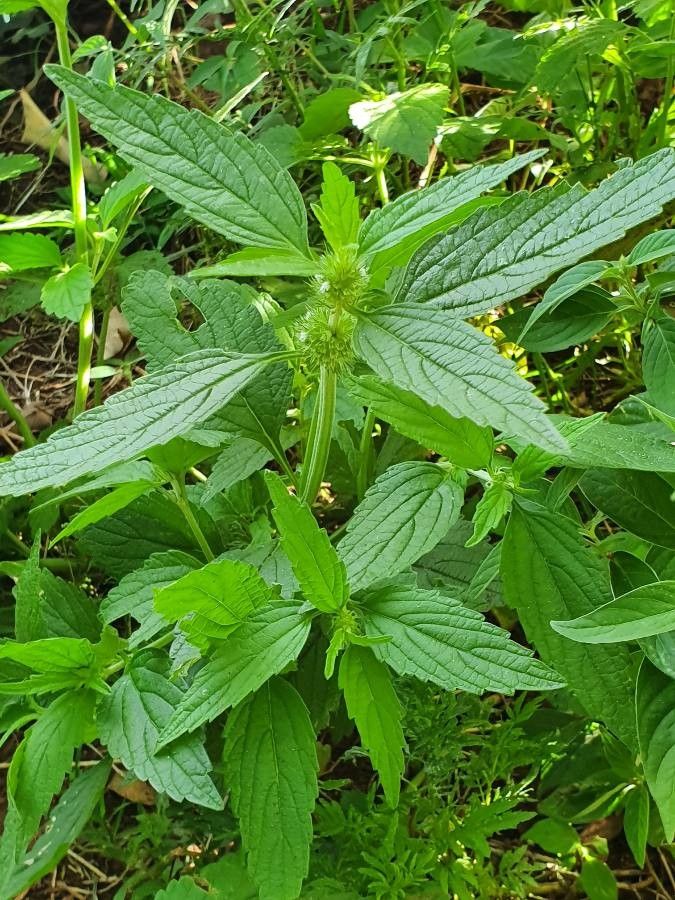 Leucas urticifolia habit