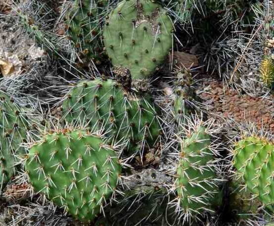 Opuntia howeyi habit