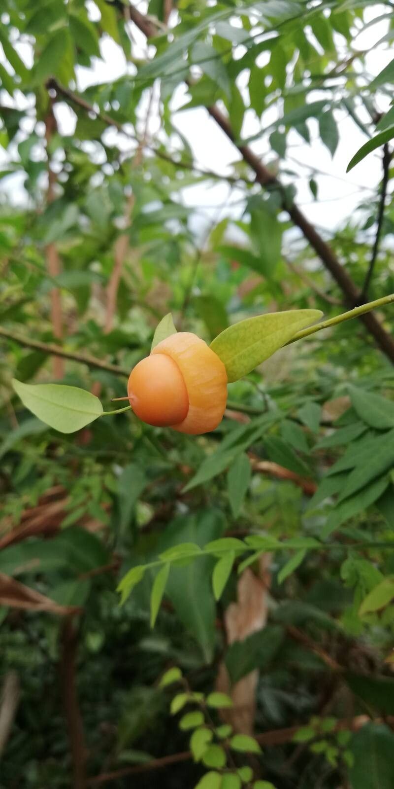Olax subscorpioidea fruit