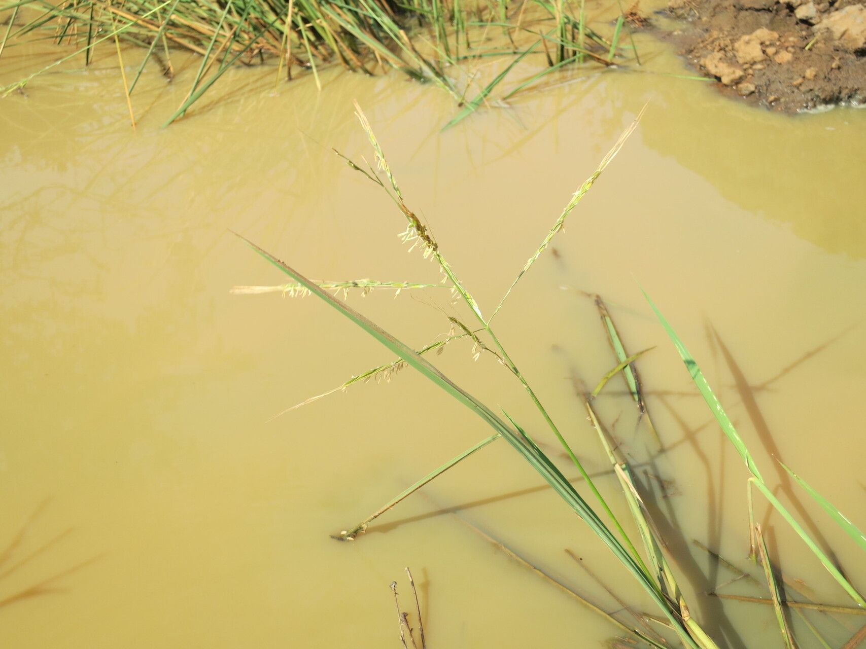 Oryza longistaminata — houseplant care guide