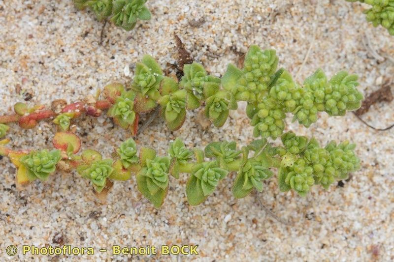 Herniaria maritima habit