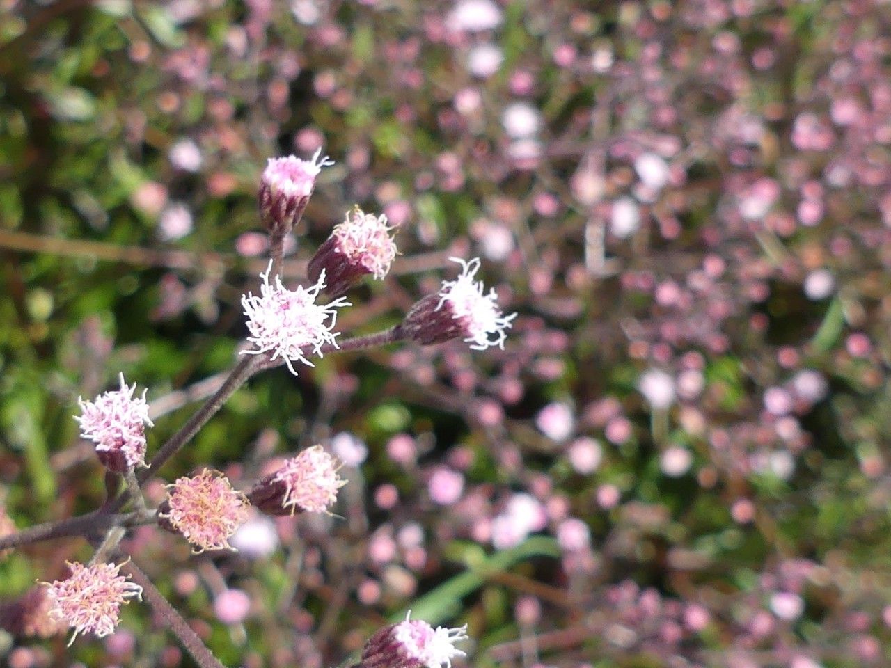Ayapana triplinervis flower