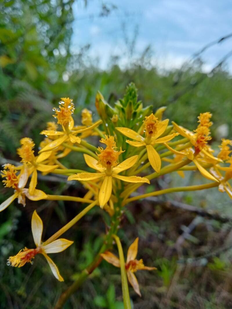 Epidendrum melinanthum flower