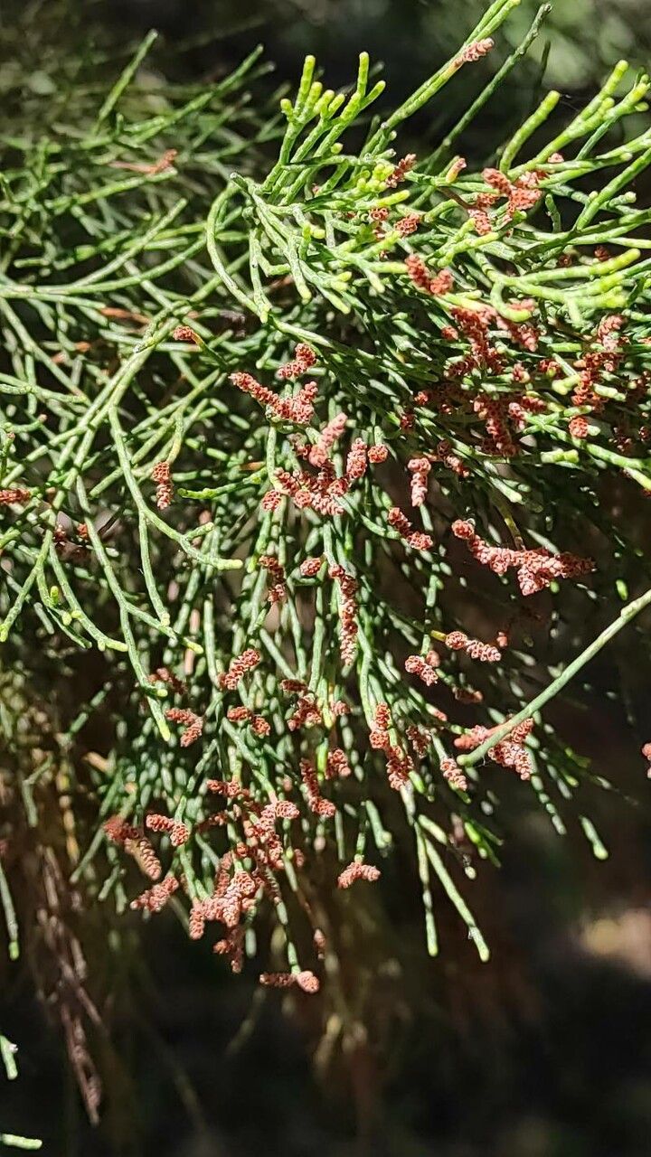 Callitris preissii flower