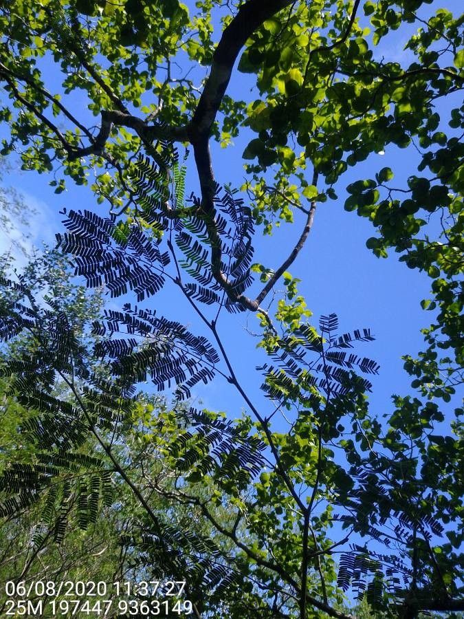 Chloroleucon dumosum — related species from the same genus