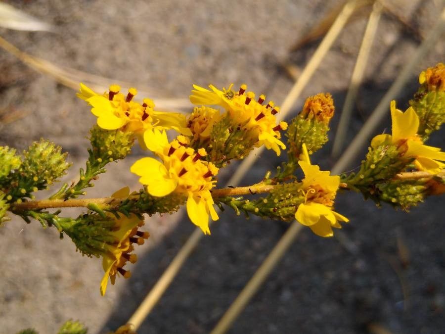 Deinandra bacigalupii — related species from the same genus