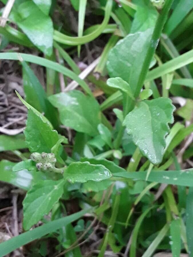 Cyanthillium cinereum