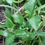 Cyanthillium cinereum