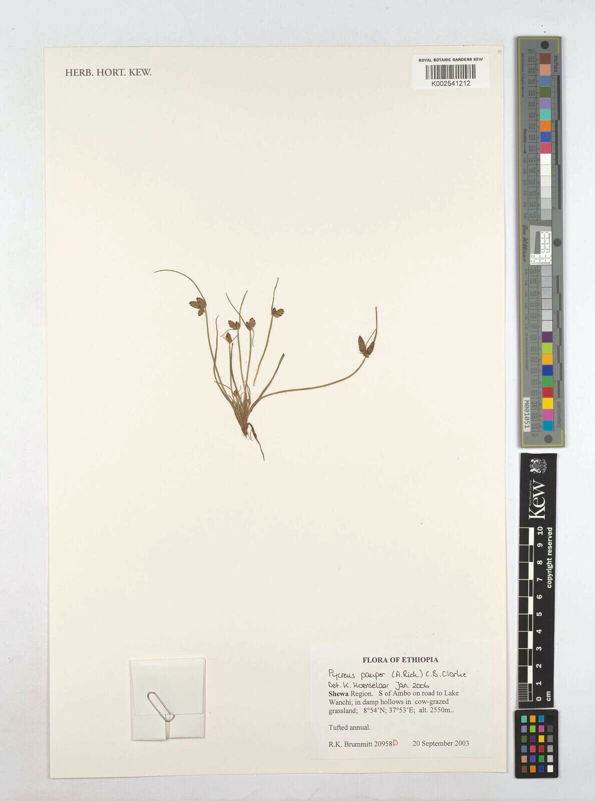 Cyperus pauper — houseplant care guide