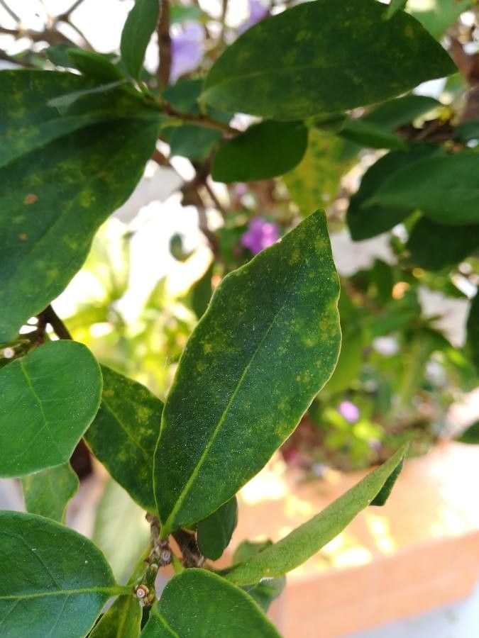 Brunfelsia uniflora — search result for 'Solanaceae'