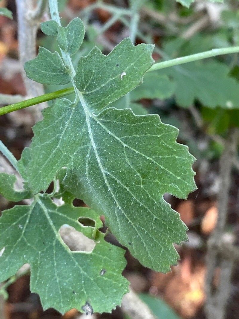 Crambe fruticosa — related species from the same genus