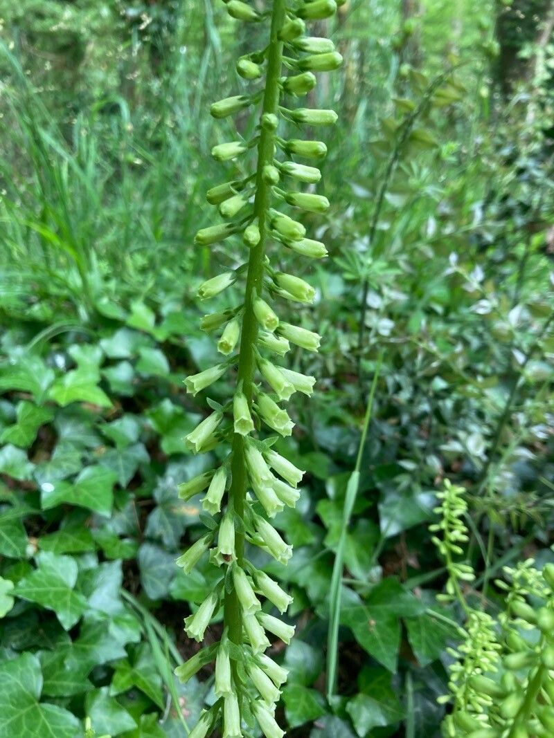 Umbilicus heylandianus flower