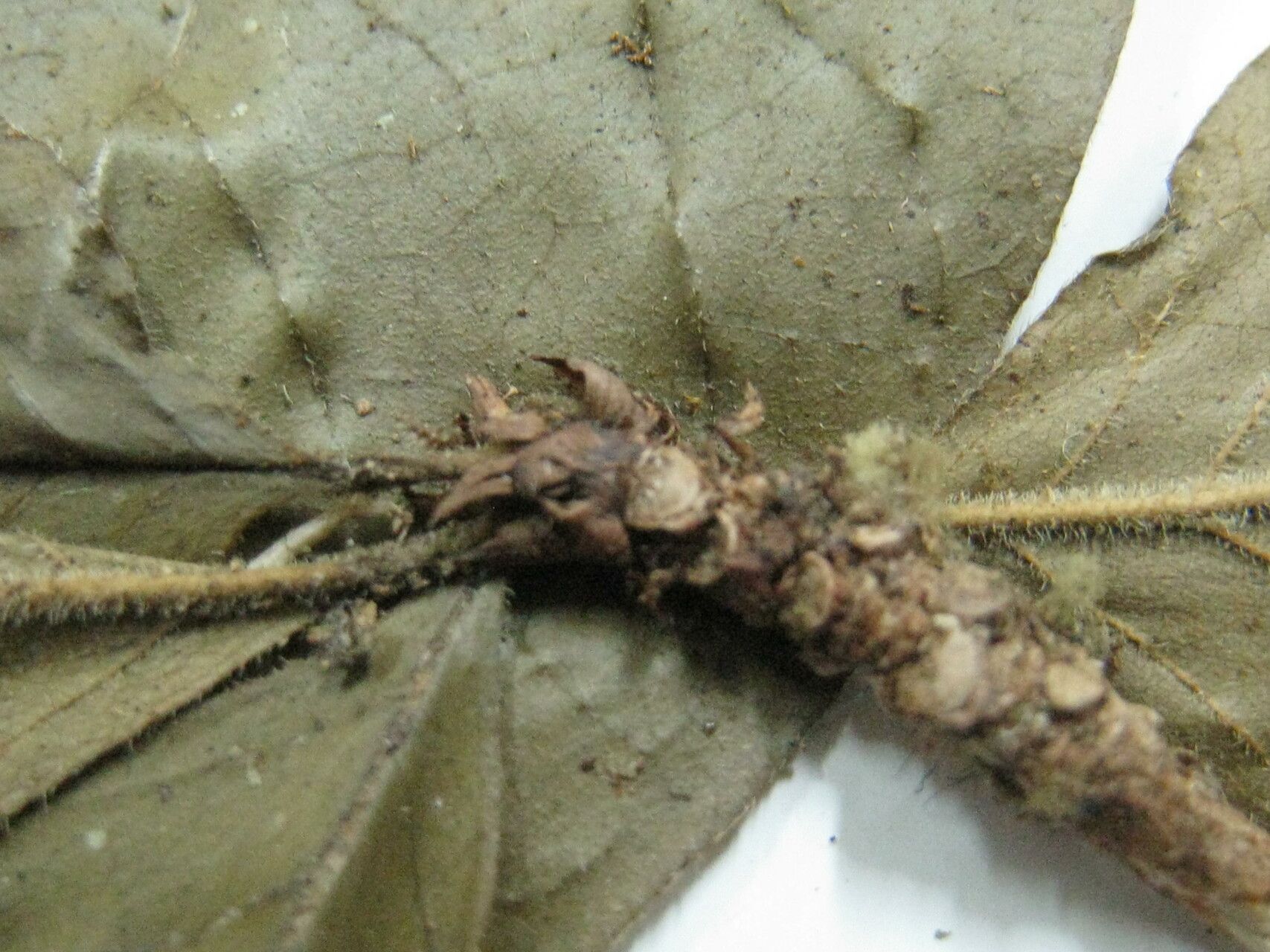 Randia armata — related species from the same genus