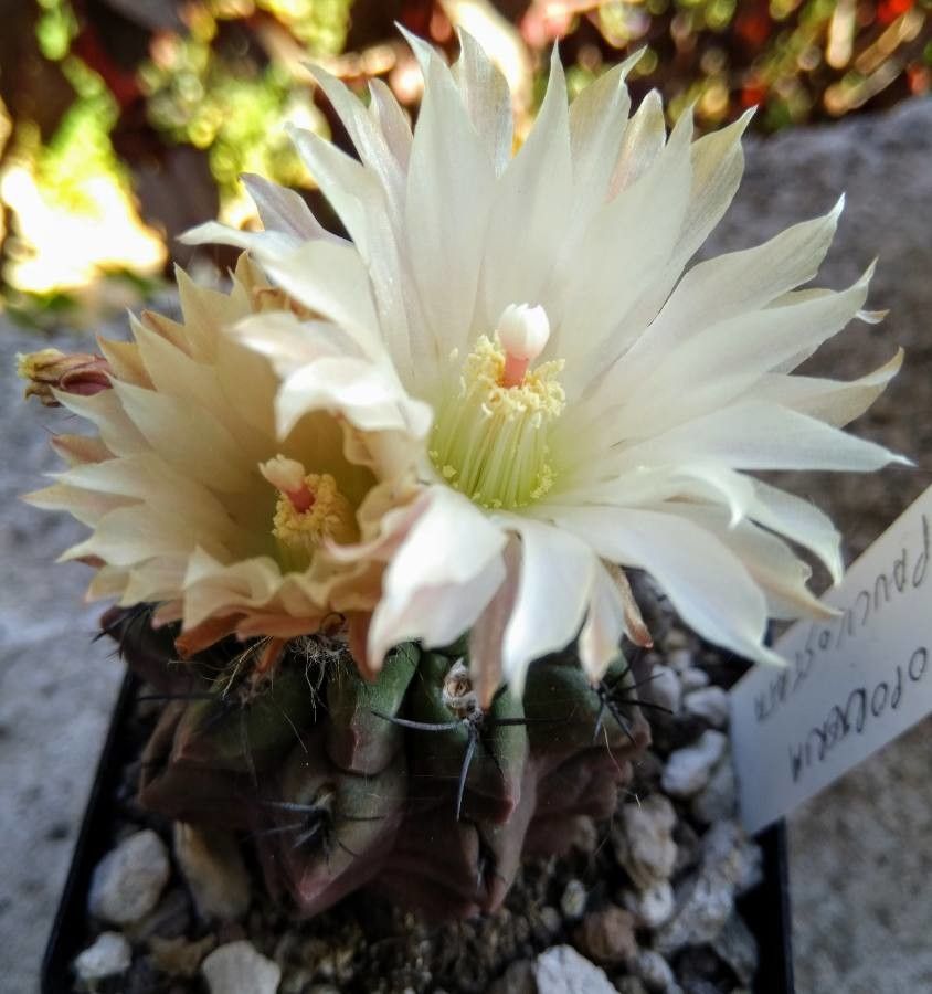 Eriosyce paucicostata flower